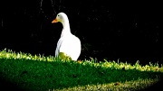 9th Jun 2012 - The White Duck