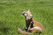 7th Jun 2012 - Foxy. 