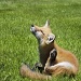 Foxy.  by sulollibow