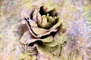 8th Jun 2012 - Speckled Rose