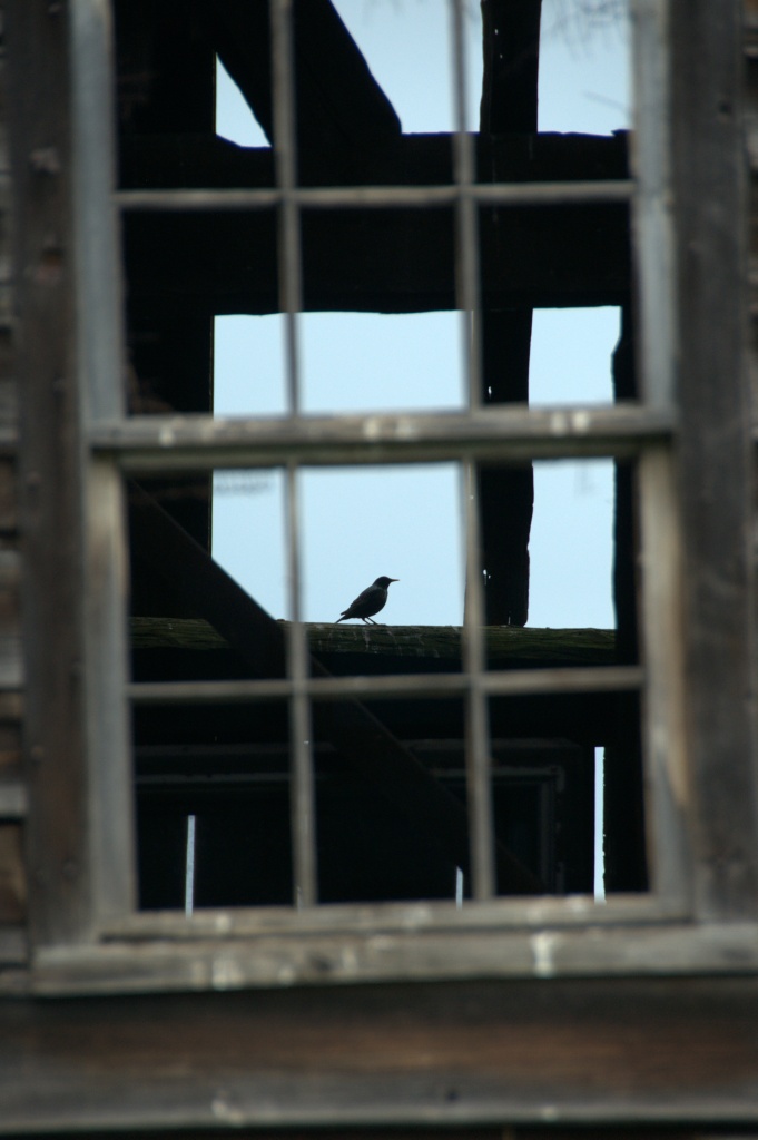 Window to a Bird by jayberg