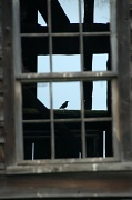 9th Jun 2012 - Window to a Bird