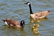 28th May 2012 - Goose Family