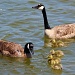 Goose Family by melinareyes