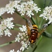 Let it bee by manek43509