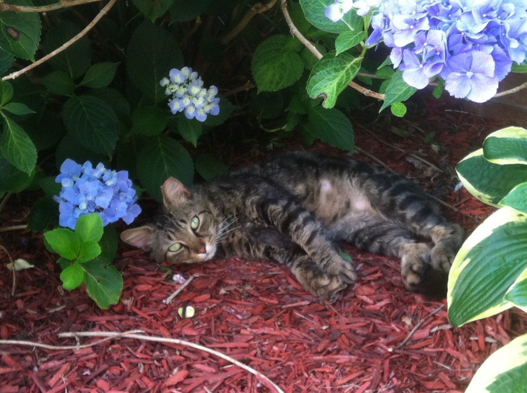 Reilly taking a time out under the hydrangeas!   by graceratliff