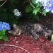 Reilly taking a time out under the hydrangeas!   by graceratliff