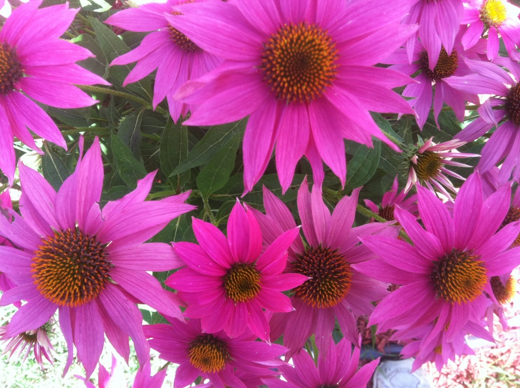 My hot pink cone flowers. Love the color! by graceratliff