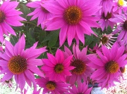 9th Jun 2012 - My hot pink cone flowers. Love the color!