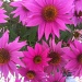 My hot pink cone flowers. Love the color! by graceratliff