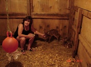6th Jun 2012 - Sarita bottle feeding 2 baby fawns. 