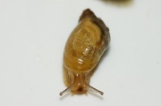 7th Jun 2012 - Snails on the azalias.  (Minus the azalias.)