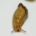 Snails on the azalias.  (Minus the azalias.) by rob257