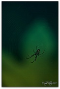 9th Jun 2012 - Boris The Spider