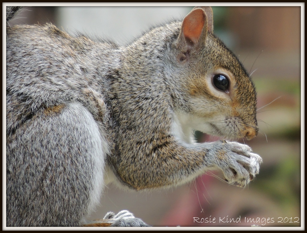 Squirrel  by rosiekind