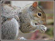 9th Jun 2012 - Squirrel 