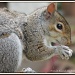 Squirrel  by rosiekind