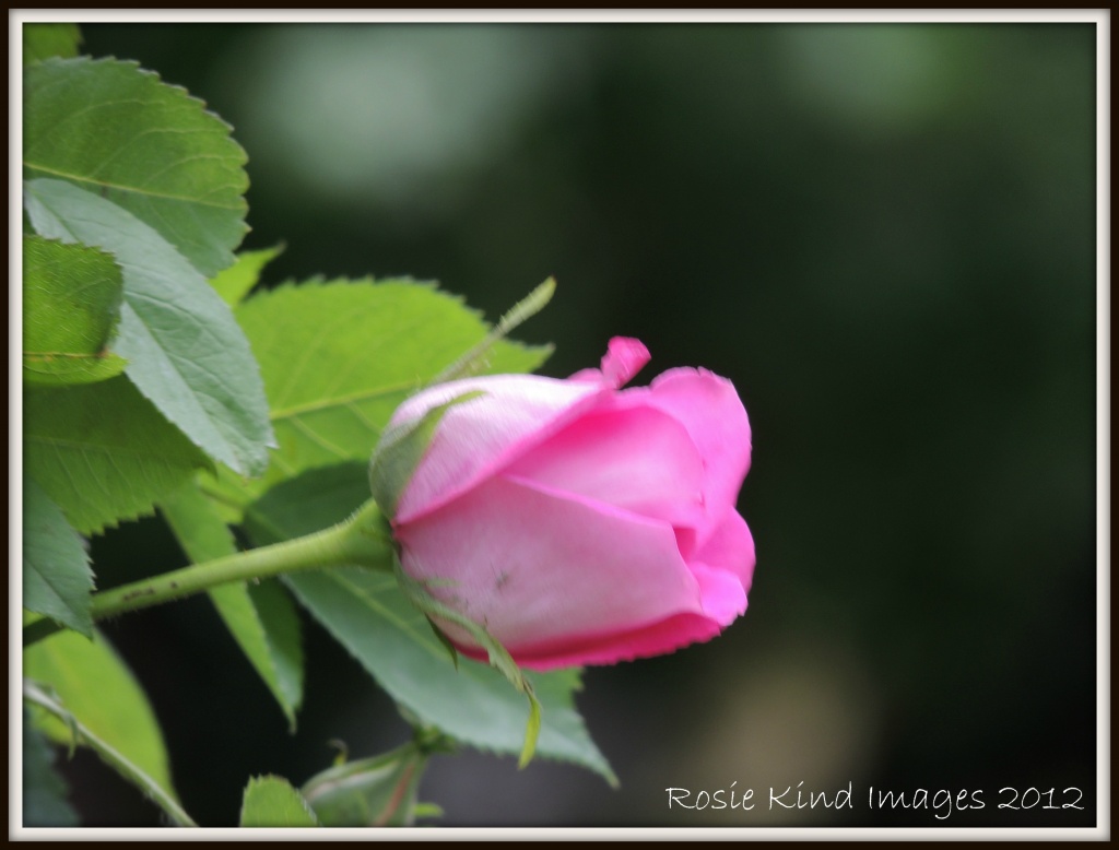 Pink Rose by rosiekind