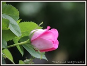 9th Jun 2012 - Pink Rose