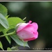 Pink Rose by rosiekind