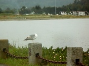 9th Jun 2012 - headless, one-legged seagull