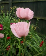 8th Jun 2012 - Poppies in my garden
