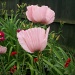 Poppies in my garden by lellie