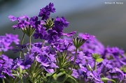 9th Jun 2012 - Purple Verbena