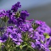 Purple Verbena by falcon11