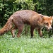 Fox by natsnell