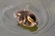 1st Jun 2012 - Baby Duck