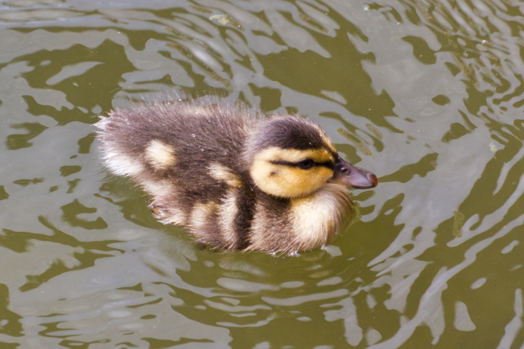 Baby Duck by natsnell