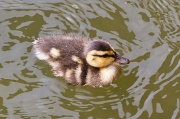 2nd Jun 2012 - Baby Duck