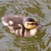 Baby Duck by natsnell