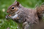9th Jun 2012 - Grey Squirrel