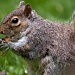 Grey Squirrel by natsnell