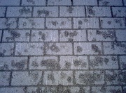 9th Jun 2012 - Brick wall...not
