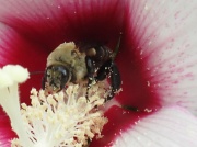 9th Jun 2012 - Bonus Bee