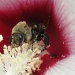 Bonus Bee by grammyn