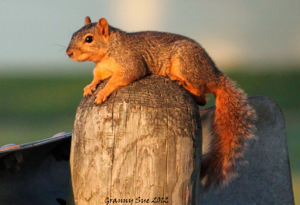Squirrel on a Stick by grannysue