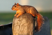 9th Jun 2012 - Squirrel on a Stick