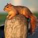 Squirrel on a Stick by grannysue