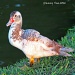 Sunlight on Hybrid Duck by grannysue