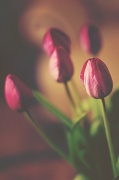 6th Jun 2012 - tulips
