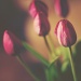 tulips by pocketmouse