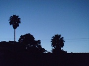 9th Jun 2012 - Palm Tree Silhouette