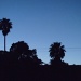Palm Tree Silhouette by handmade