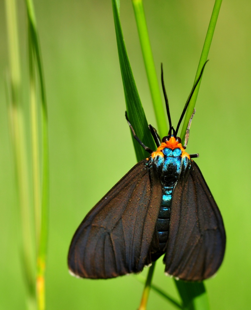 Tiger Moth by jayberg