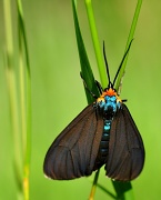 10th Jun 2012 - Tiger Moth