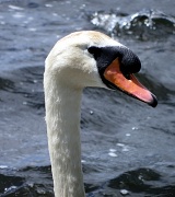 9th Jun 2012 - Elvis The Swan